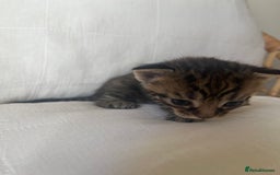Mixed Breed cats for sale: Kittens - Image 5