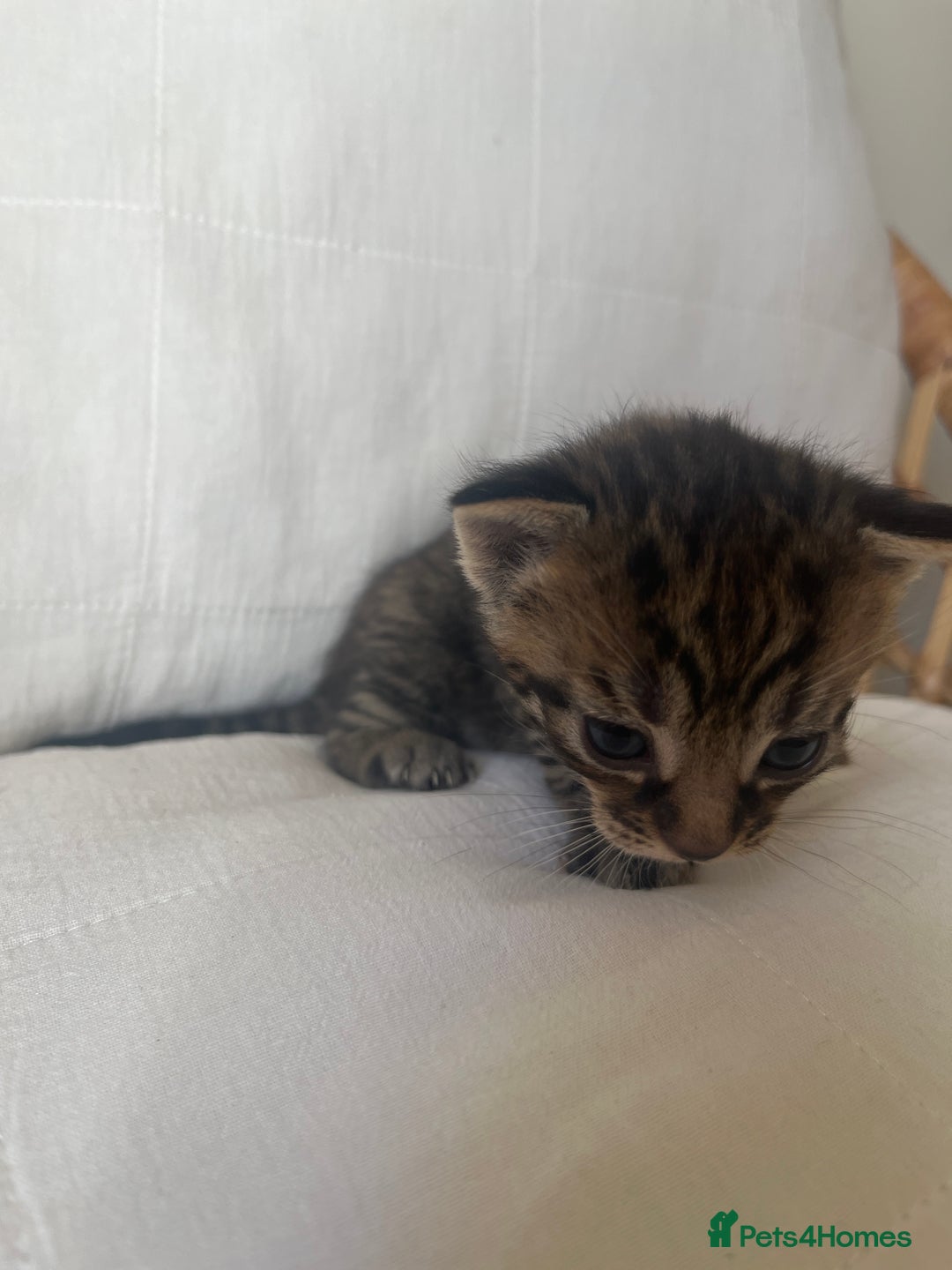 Mixed Breed cats for sale: Kittens - Image 5