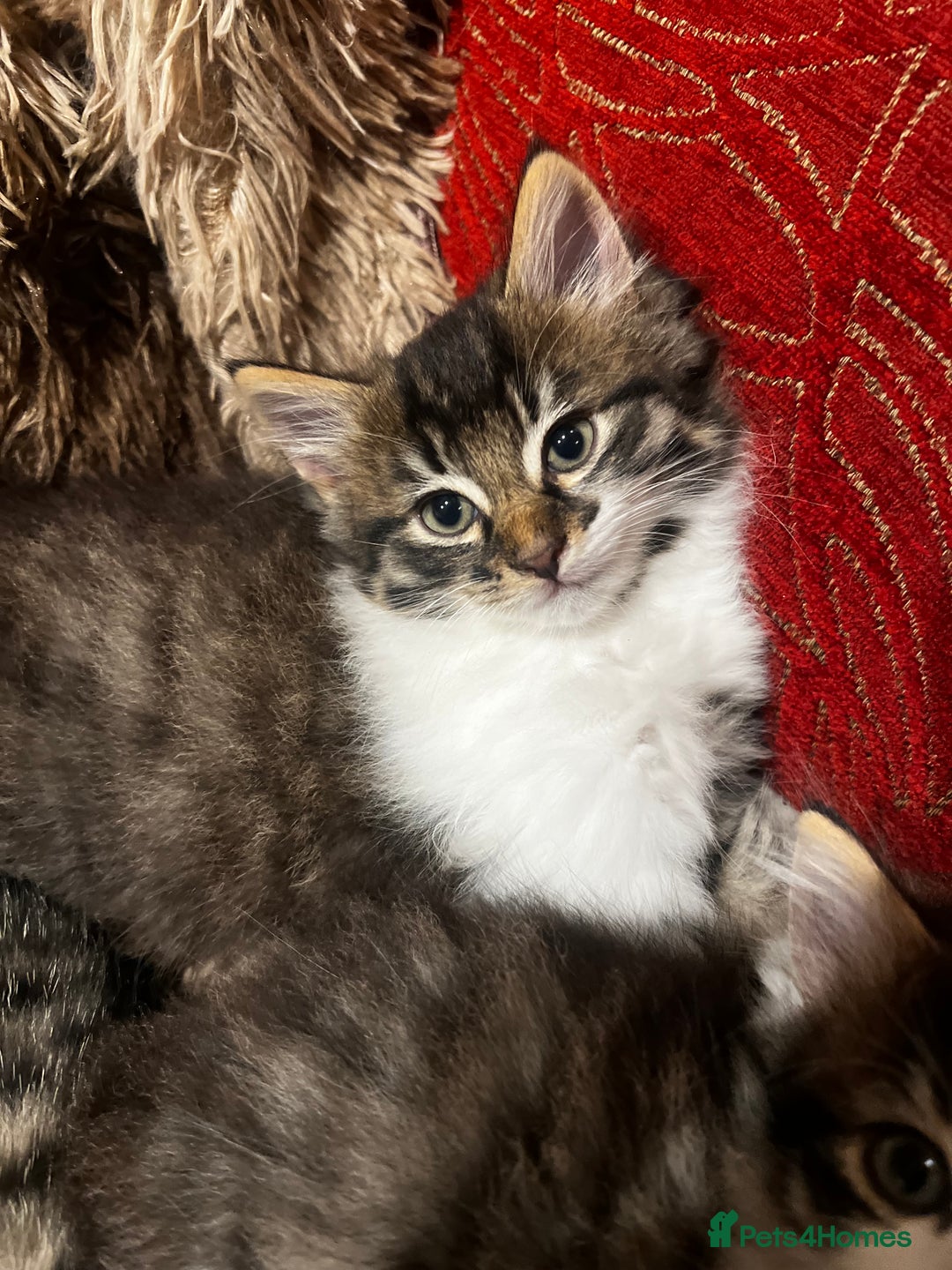 Bengal cats for sale: 2 male and 2 female kittens for sale x  - Image 5