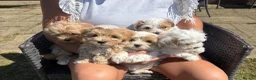 Maltipoo dogs for sale: Maltipoo puppies  - Advert 12