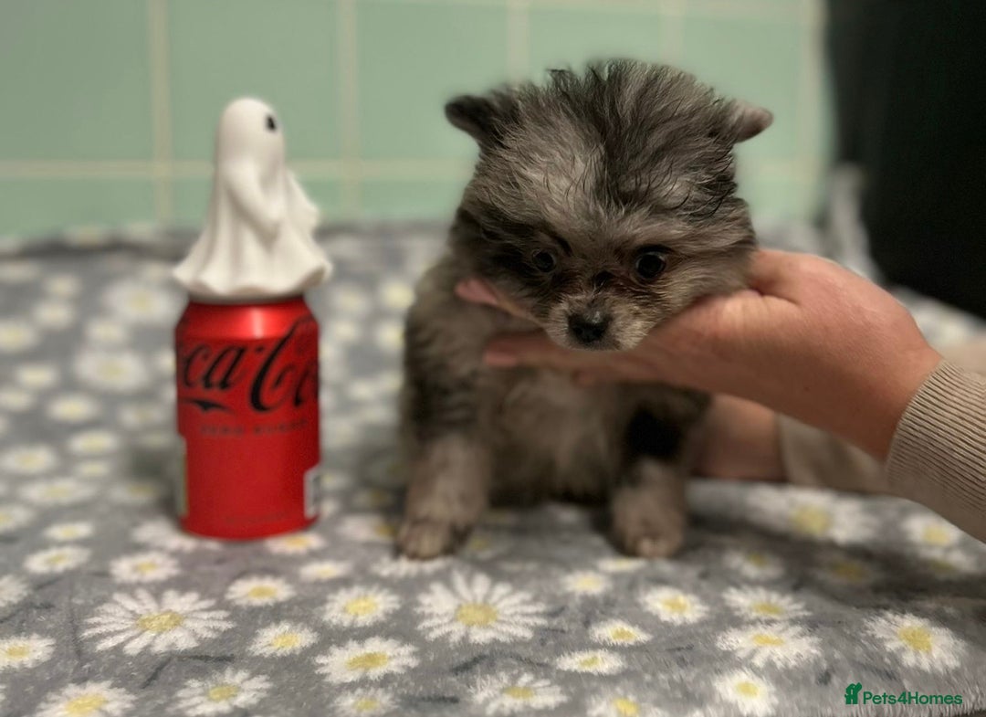 Pomeranian dogs for sale: Beautiful Pomeranian puppies  - Image 22