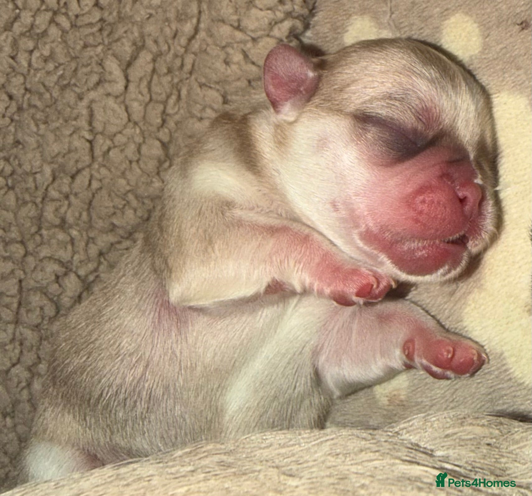 Pug dogs 🐾 PEGGY × ALASKA — A TRULY UNIQUE PUG LITTER 🐾  - Advert 2