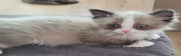 Ragdoll cats for sale: Male Ragdoll kitten AVAILABLE NOW - Advert 5