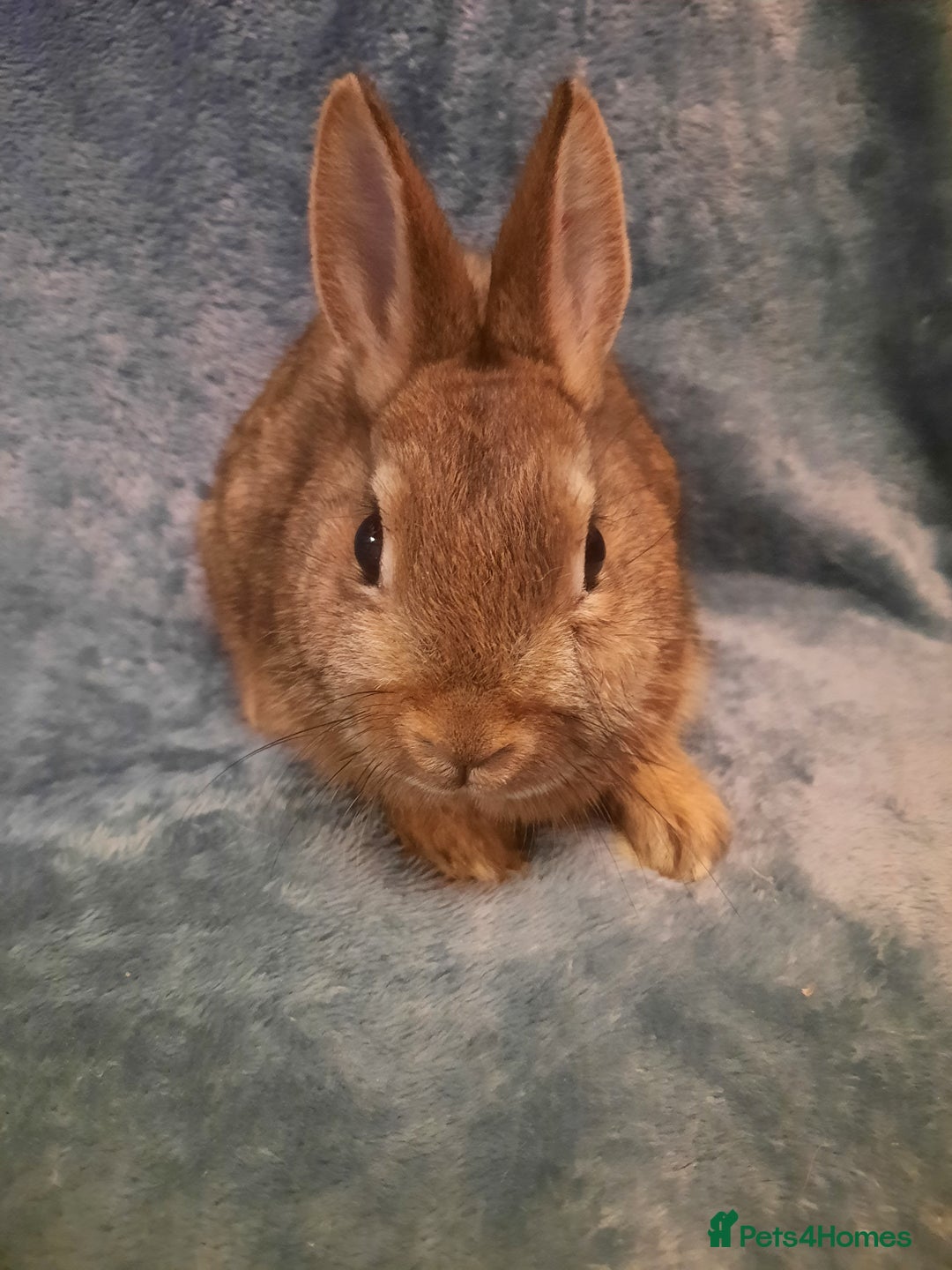 Netherland Dwarf rabbits for sale: Six Litters Of Netherland Dwarf Babies - Advert 5