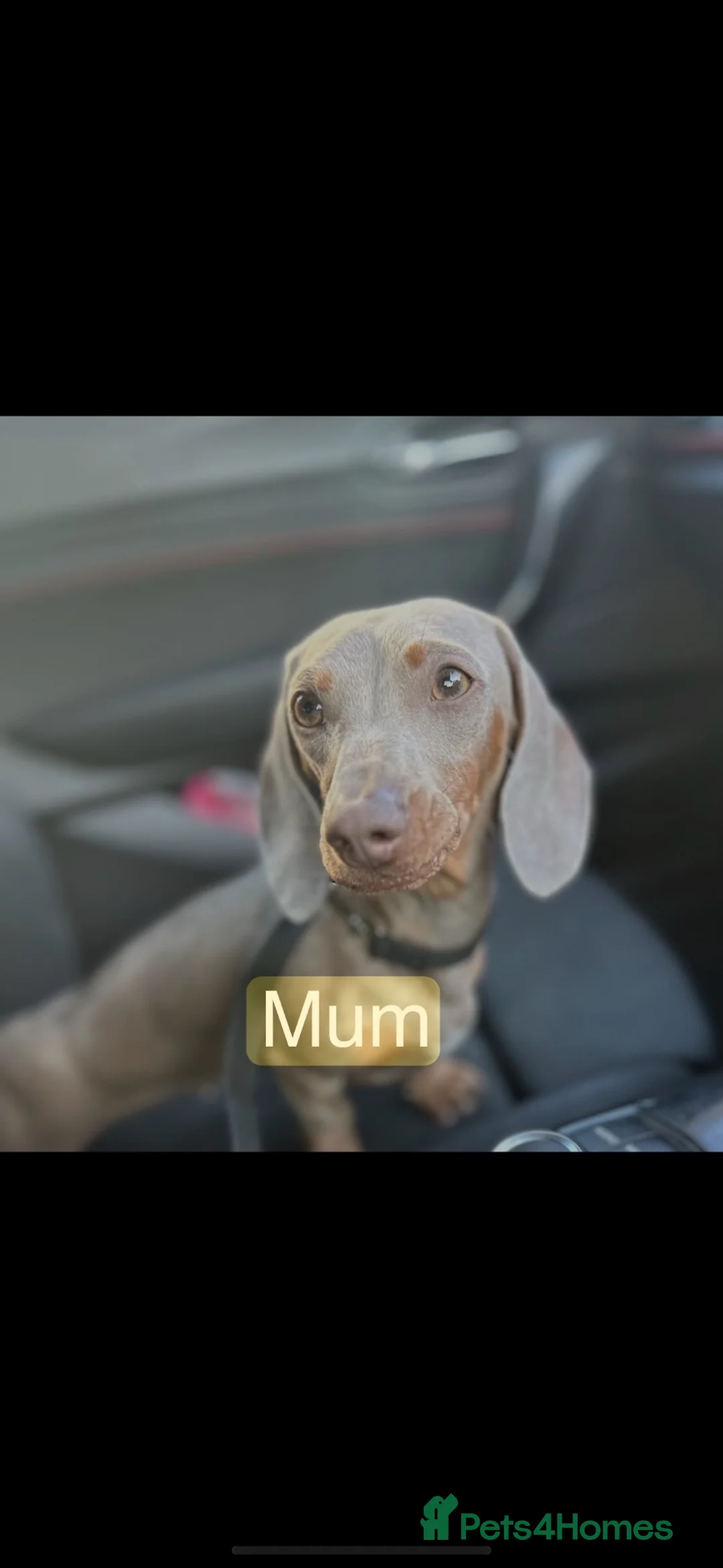 Miniature Dachshund dogs for sale: Miniature Dachshund Puppies - Advert 8
