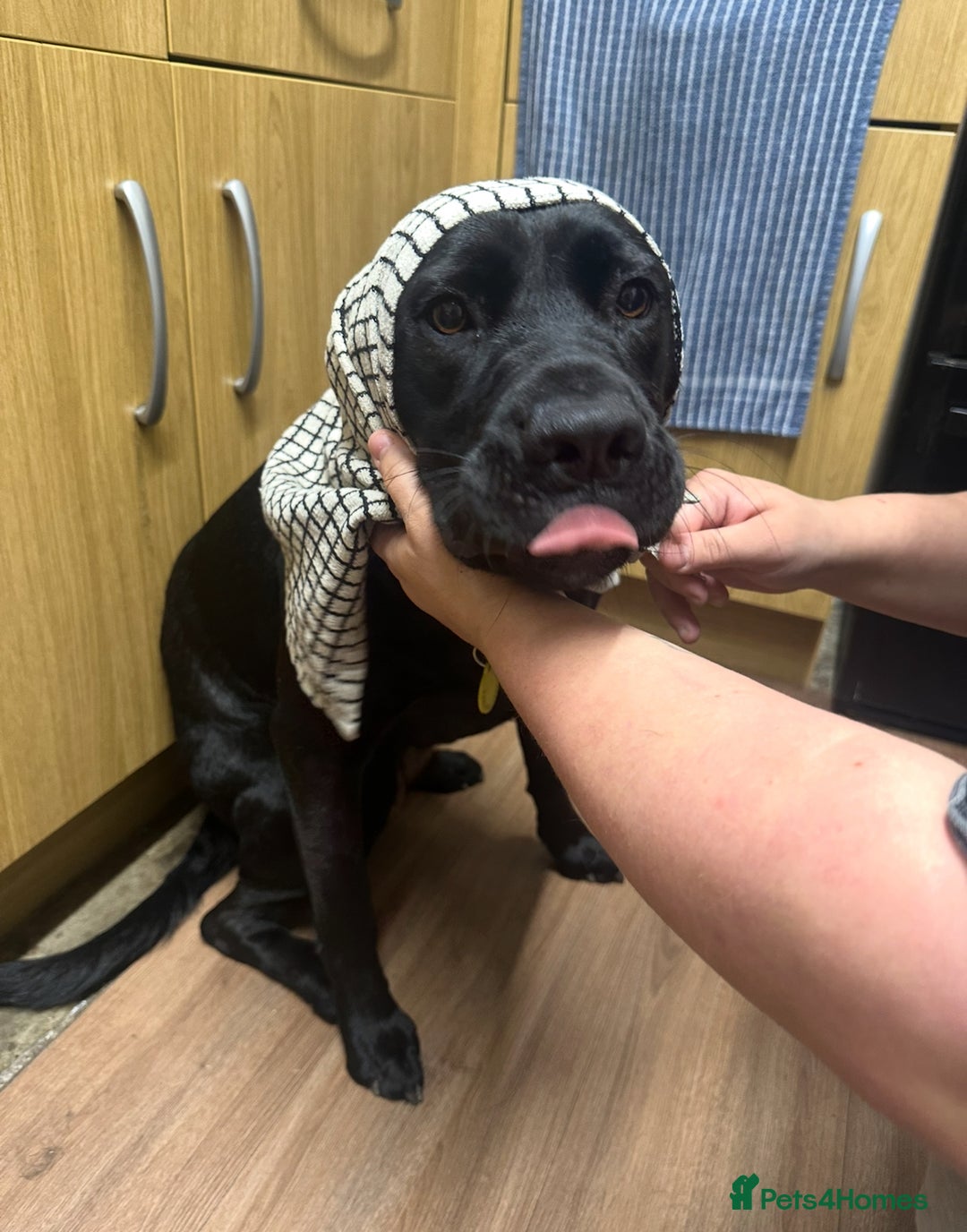 Mixed Breed dogs for sale: FREE 2 year old female mastador  - Advert 4