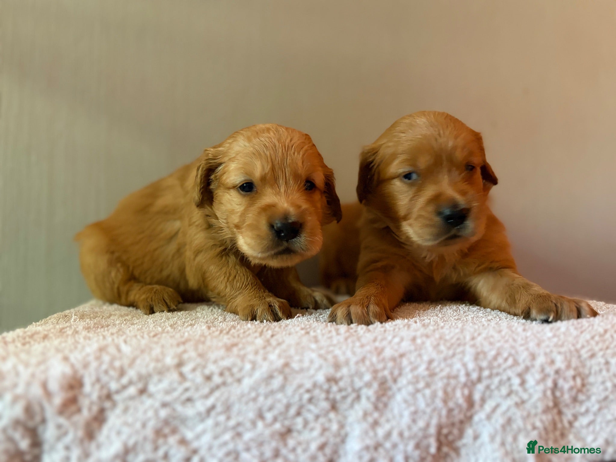 Golden Retriever dogs Fox Red, KC,  Extensively Health Tested Pups - Advert 2