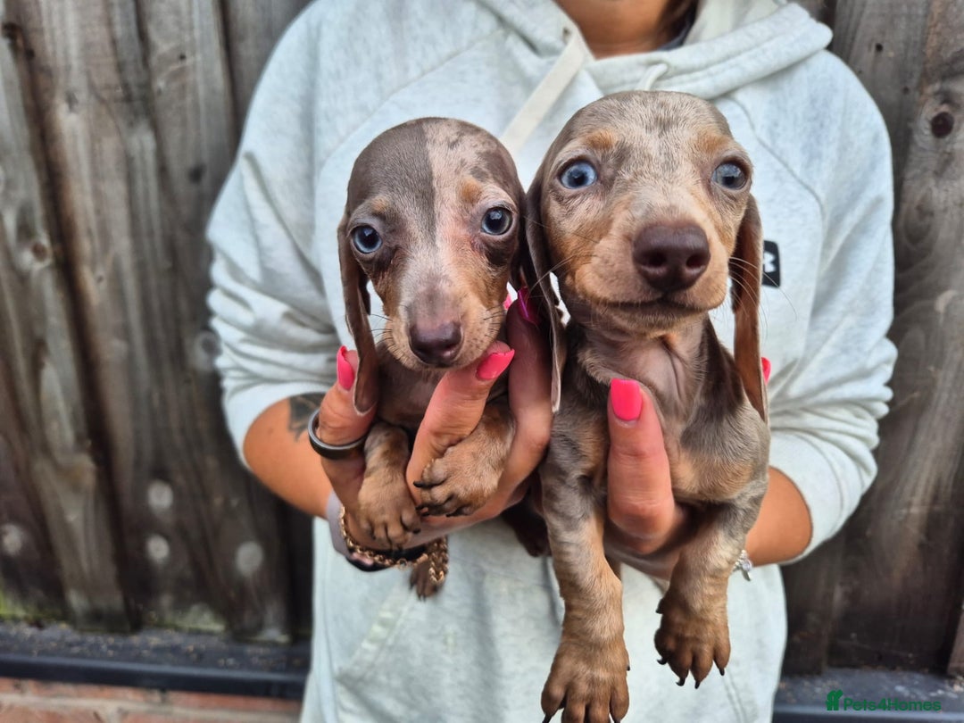 Miniature Dachshund dogs for sale: Miniature smooth haired dachshunds  - Image 7
