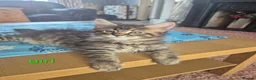 Maine Coon cats for sale: Amazing mainecoons. - Advert 30