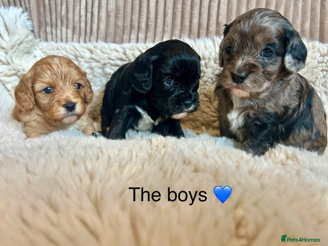 Cavapoo dogs for sale: F1 🌈 litter of Cavapoo cuties clear 🧬 parents  - Advert 2