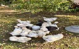 Chickens poultry for sale: Silkie Chickens - Image 7