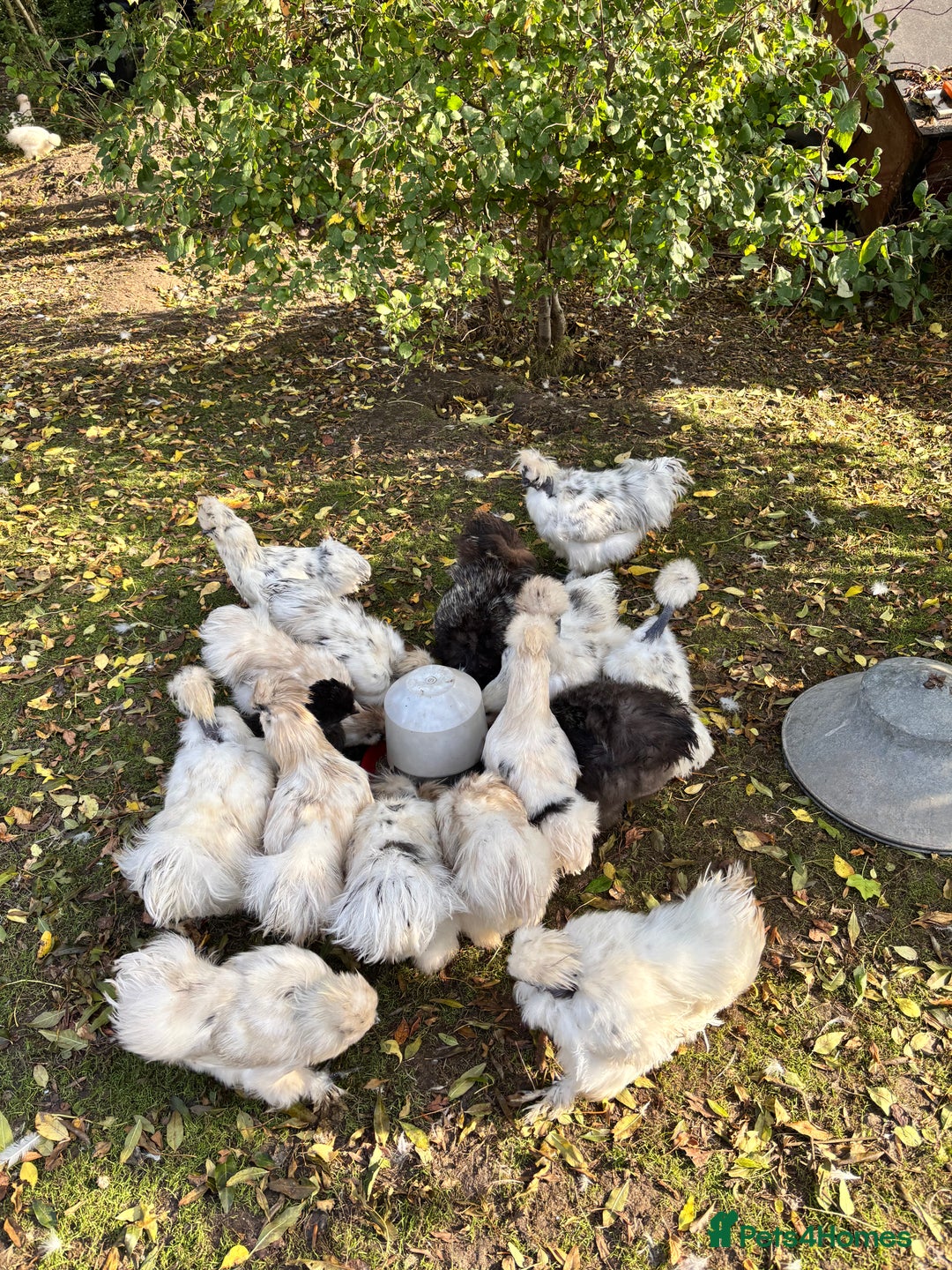 Chickens poultry for sale: Silkie Chickens - Image 7