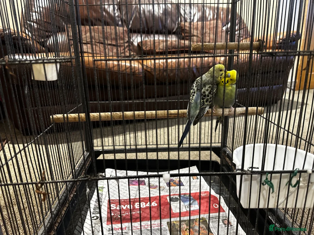 Budgerigars birds for sale: Rare colour budgies with cage and accessories  in Bradford - Advert 4