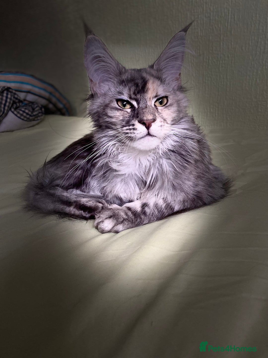 Maine Coon cats for sale: Pedigree Maine coon Tica reg. Final Boss Garfield - Advert 2