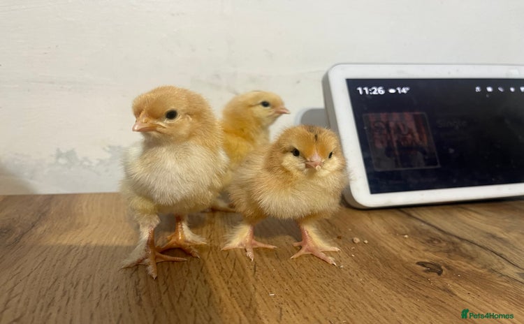 Chickens poultry - Advert 2