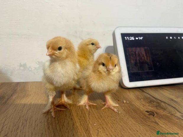 Chickens poultry - Advert 6