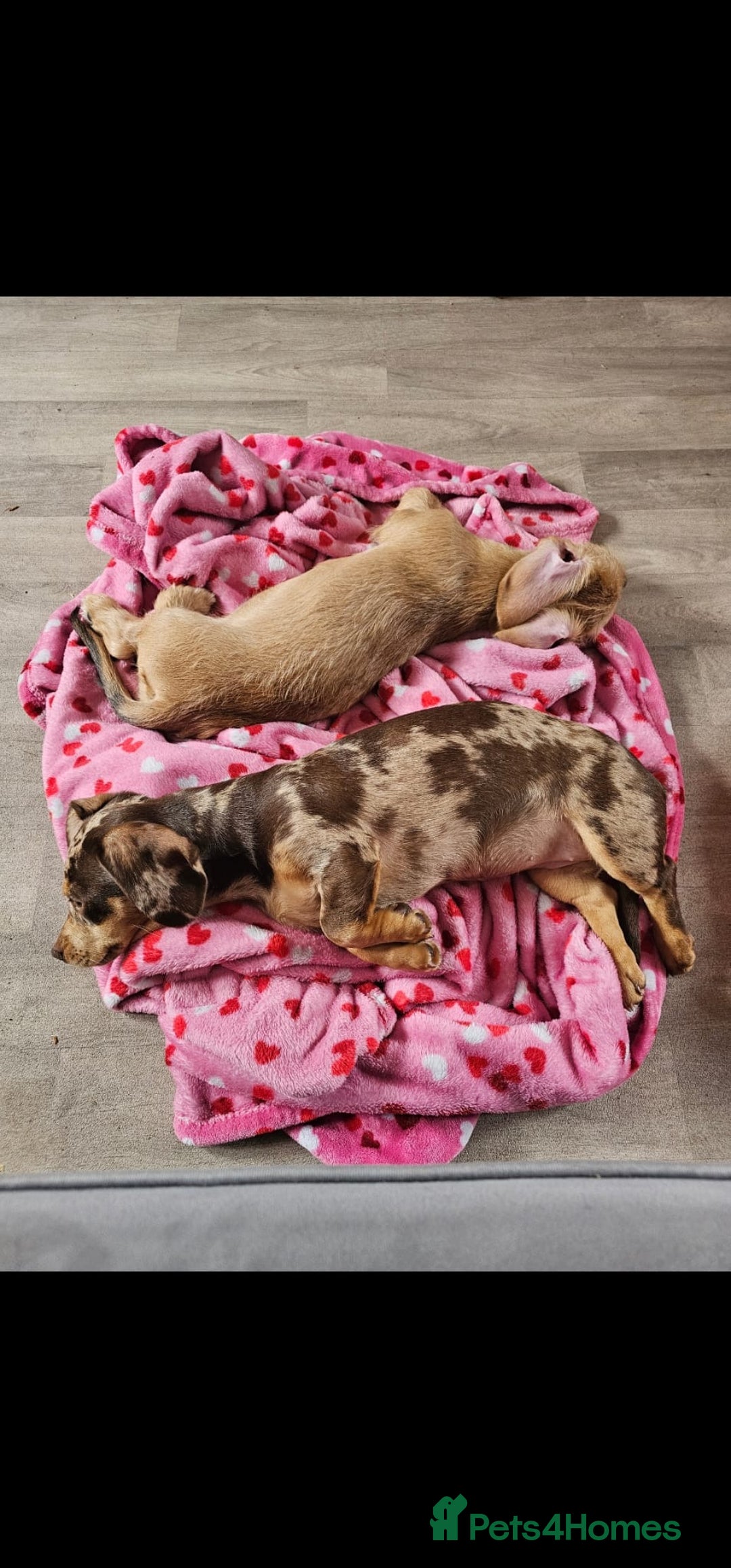 Dachshund dogs for sale: Gorgeous dachshund dogs for sale  - Advert 10