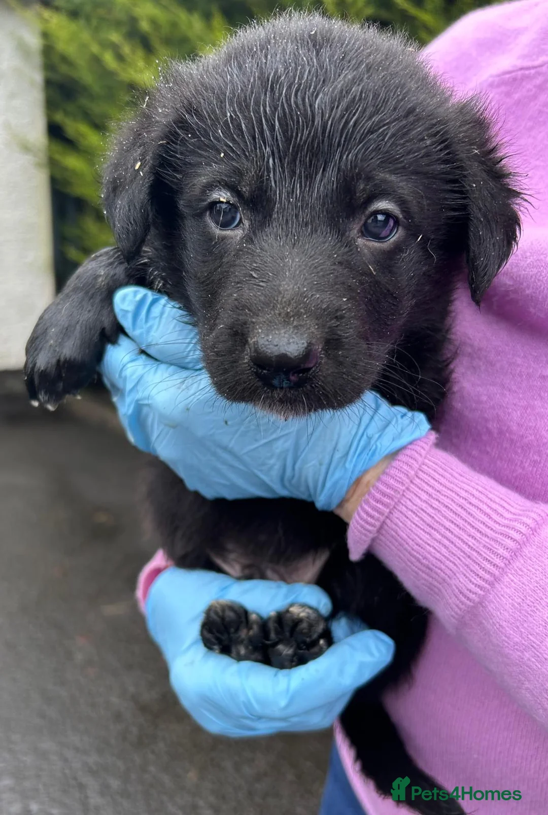 Mixed Breed dogs for sale: Shollie Pups(German Shepherd x Collie) - Advert 2