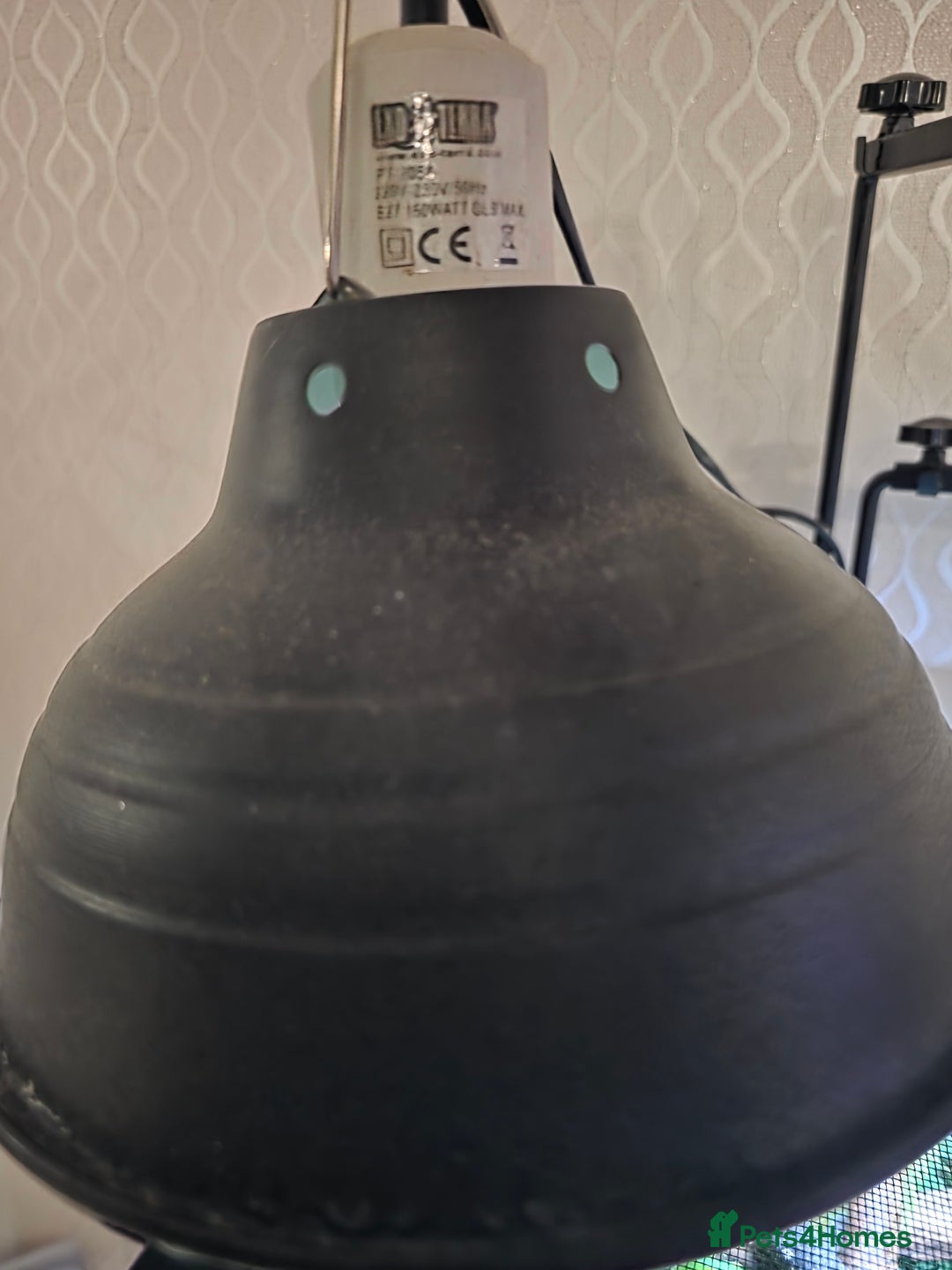 Chameleon reptiles for sale: Nosy B Chameleon  - Advert 17