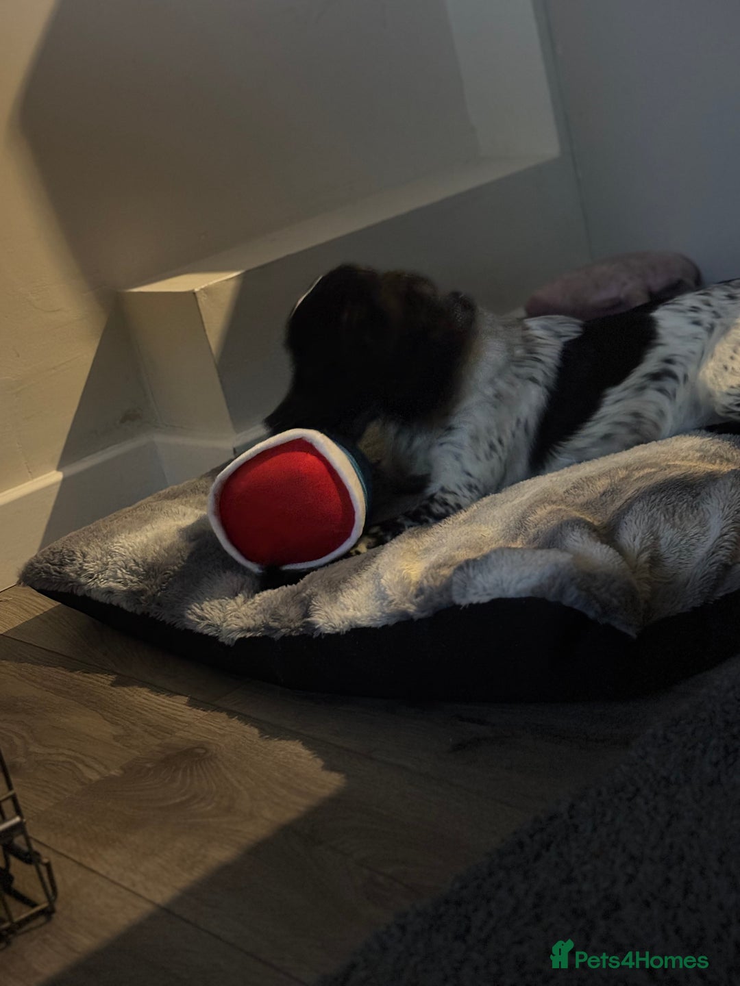 Cocker Spaniel dogs for sale: Luna the Cocker Spaniel - Advert 4