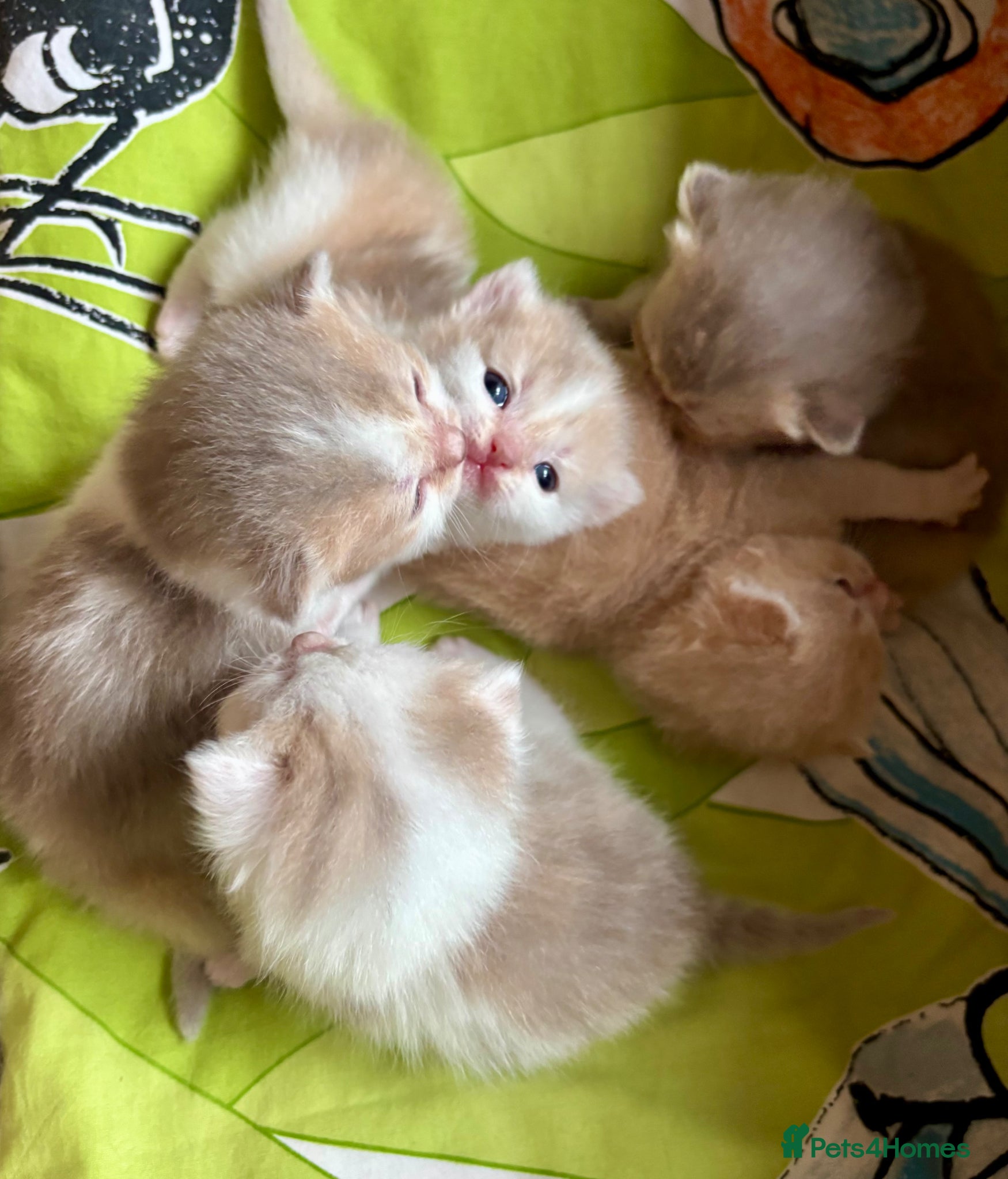 Scottish Fold cats Scottish fold kitten - Advert 2