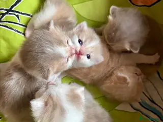 Scottish Fold cats Scottish fold kitten - Advert 2