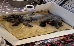 Miniature Schnauzer dogs for sale: 2xBeautiful kc reg mac/eye clr mini schnauzer girl - Image 11