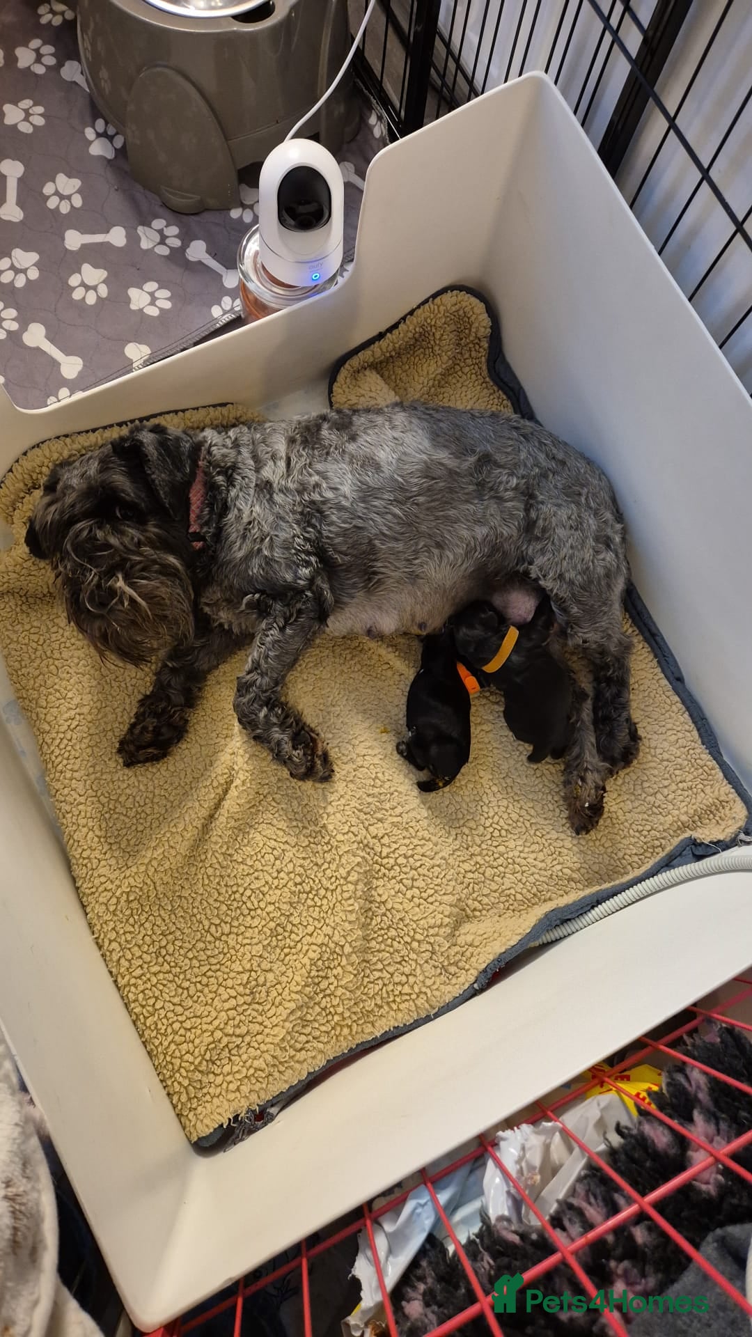Miniature Schnauzer dogs for sale: 2xBeautiful kc reg mac/eye clr mini schnauzer girl - Image 11