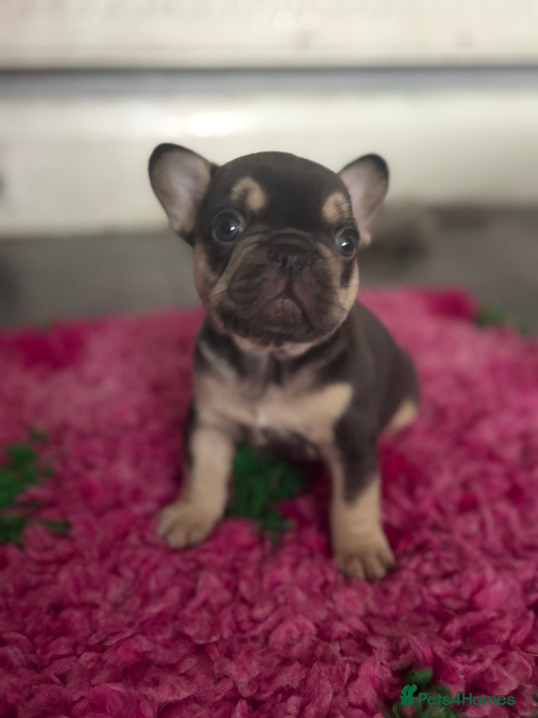 French Bulldog dogs for sale: Chunky French bulldog puppies  - Image 6