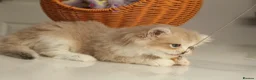 British Longhair cats for sale: Rare color Cinnamon Golden BLH - Advert 3