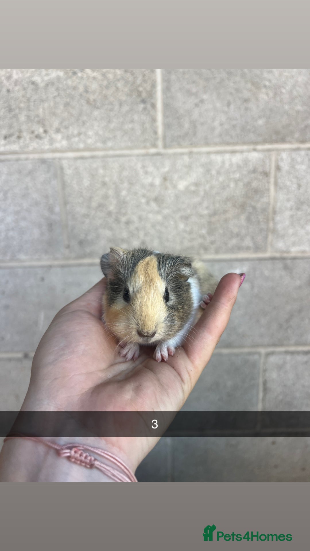 Guinea Pig rodents for sale: Lovely guinea pigs looking for their new homes!  - Image 9