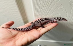 Leopard Gecko reptiles for sale: Sub adult Super Mac snow Leopard Gecko Female  - Image 1