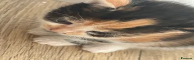 Mixed Breed 1