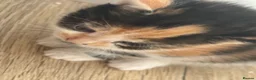 Mixed Breed cats for sale: 7 beautiful kittens  - Advert 11