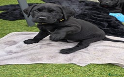 Labrador Retriever dogs for sale: Chunky male  black Labrador puppy  - Image 8