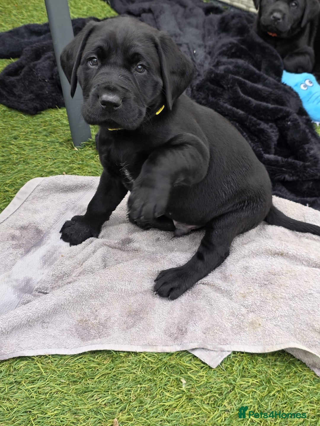Labrador Retriever dogs for sale: Chunky male  black Labrador puppy  - Image 8