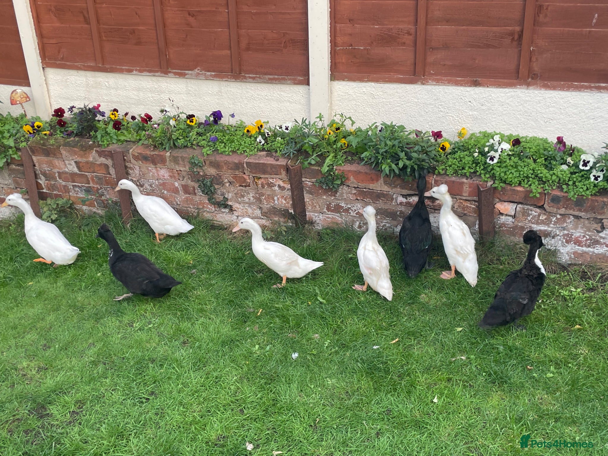 Ducks poultry for sale: Three ducks looking for a new home  - Advert 1