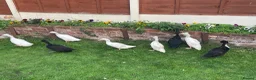 Ducks poultry for sale: Three ducks looking for a new home  in Stourbridge - Advert 1