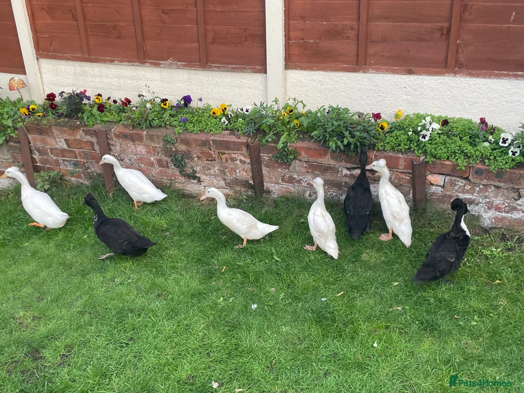 Ducks poultry for sale: Three ducks looking for a new home  in Stourbridge - Advert 1