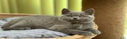 British Shorthair cats for sale: ✨ Stunning British Blue Girl | GCCF Registered  ✨ - Advert 4