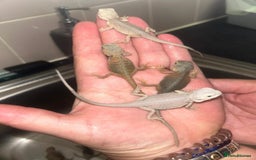 Bearded Dragon reptiles for sale: Bearded dragons  babies  - Image 10