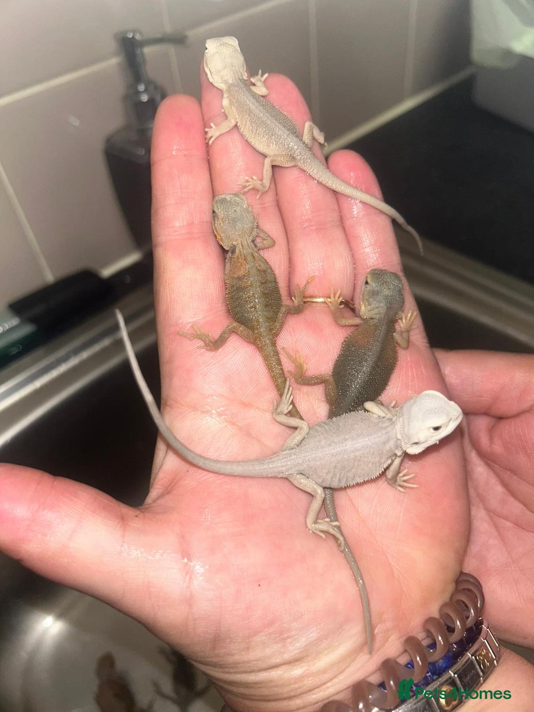 Bearded Dragon reptiles for sale: Bearded dragons  babies  - Image 10