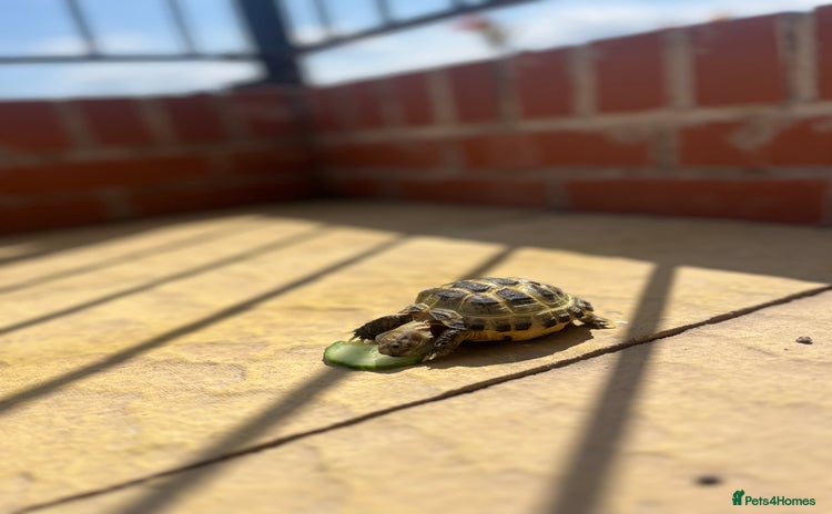 Tortoise reptiles - Advert 6
