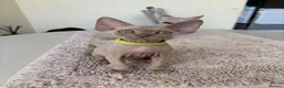 Devon Rex cats for sale: Price Reduced!TICARegisteredDevonRex lilac kittens - Advert 6