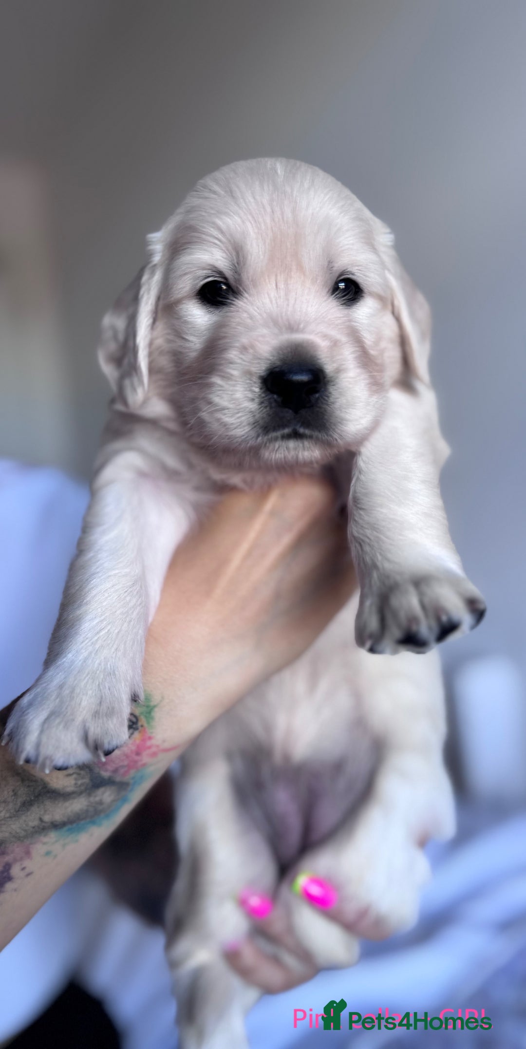 Golden Retriever dogs for sale: Adorable KC Reg Golden Retriever Puppies - Image 2