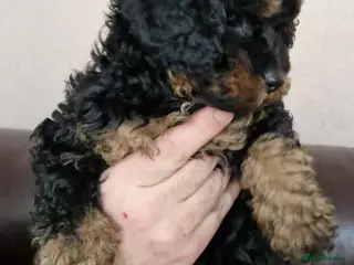 Cavapoochon dogs Beautiful Phantom Male Cavapoochon - Advert 5