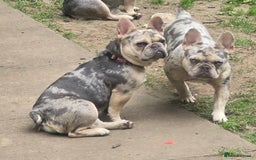 French Bulldog dogs for sale: 2 girls age 2 to be rehomed - Advert 1
