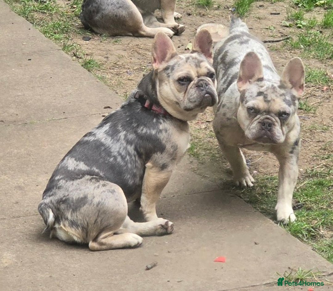 French Bulldog dogs for sale: 2 girls age 2 to be rehomed - Advert 1