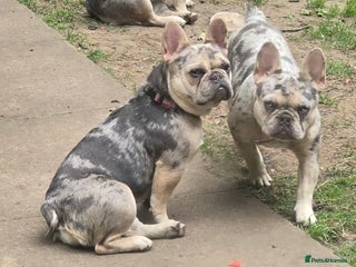 French Bulldog dogs 2 girls age 2 to be rehomed - Advert 1