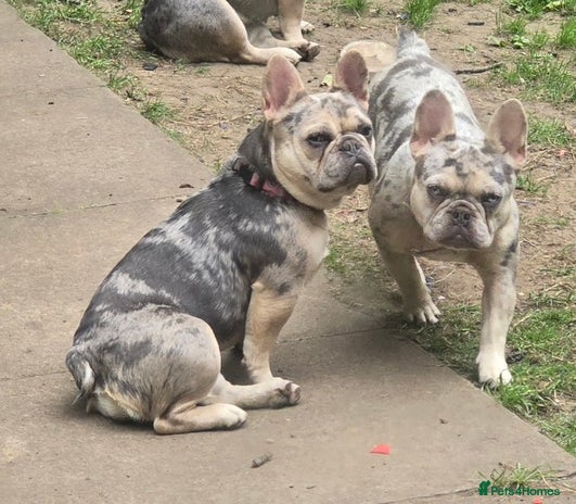 French Bulldog dogs 2 girls age 2 to be rehomed - Advert 2